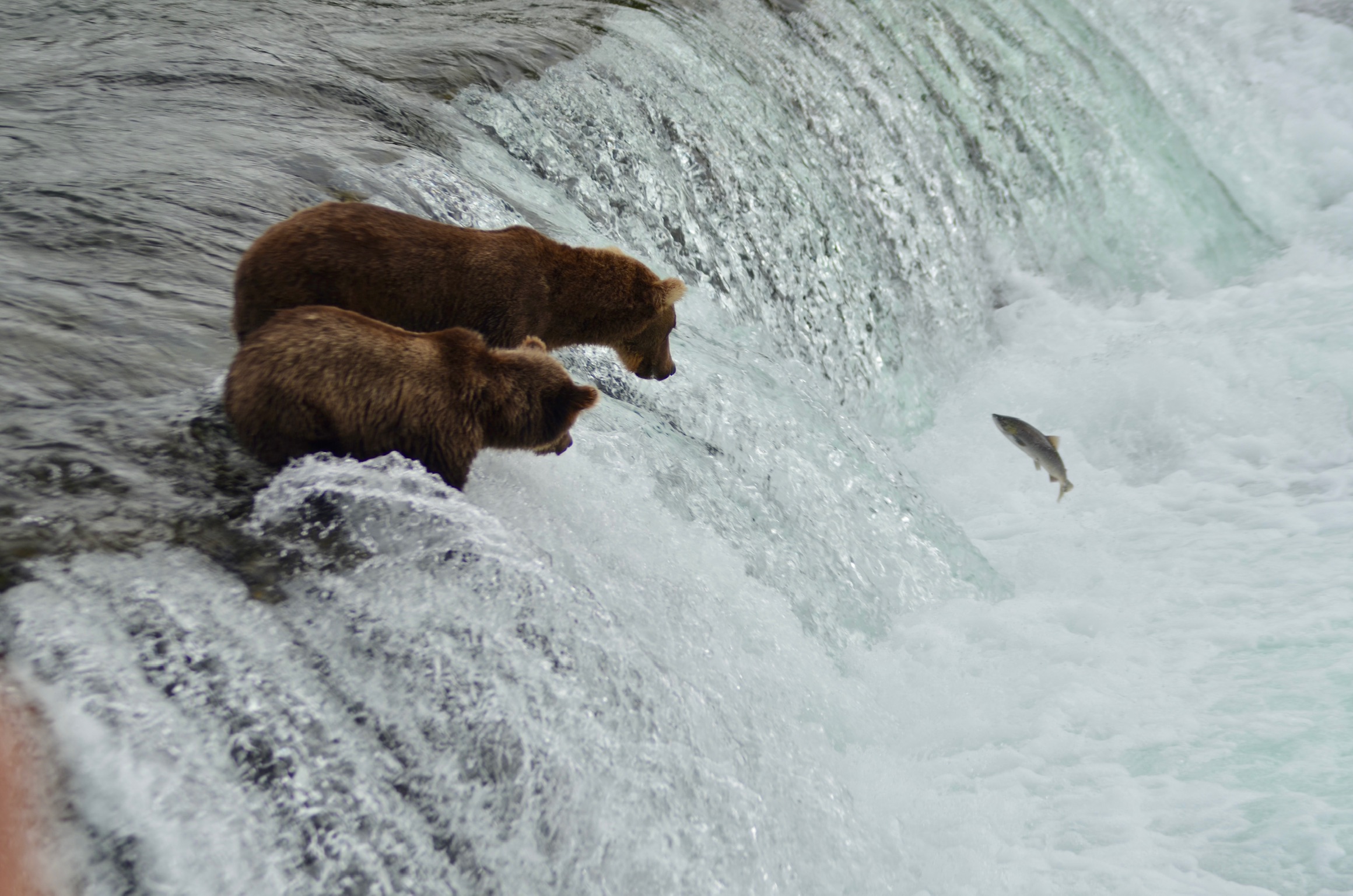 Visit Katmai Brown Bears